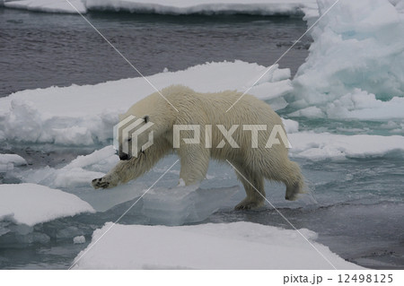 ホッキョクグマ 12498125