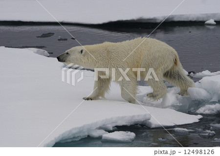 ホッキョクグマ ホッキョクグマ 12498126