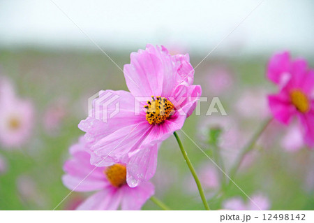コスモス 12498142