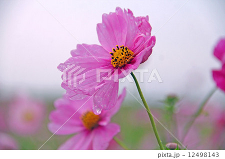 コスモス コスモス 12498143