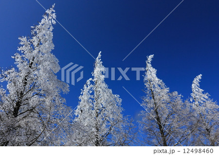メタセコイアの樹氷と青空 12498460