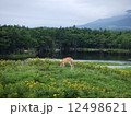 知床五湖 12498621