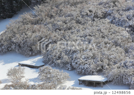 葛城山の雪景色 葛城山の雪景色 12498656