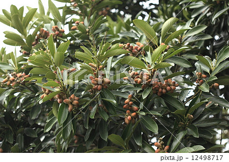 自然　植物　マテバシイ、葉のよく繁った枝に茶褐色のドングリがびっしりついています。木の下は落下したドングリがいっぱいです 12498717