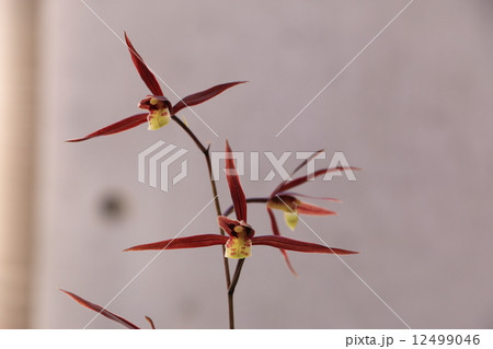 土佐寒蘭緋燕の花 土佐寒蘭緋燕の花 12499046