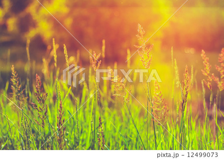 Fresh Summer Green Grass 12499073