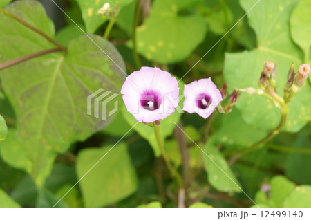 ホシアサガオ ホシアサガオ 12499140