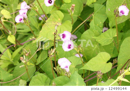 ホシアサガオ ホシアサガオ 12499144