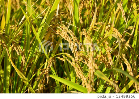 実りの秋（稲穂） 12499356