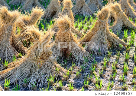 稲わら干し わらぼっち 稲わら干し わらぼっち 12499357