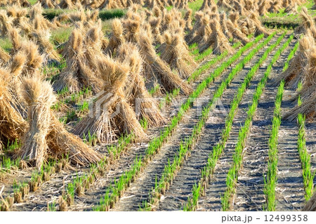 稲わら干し   わらぼっち 12499358