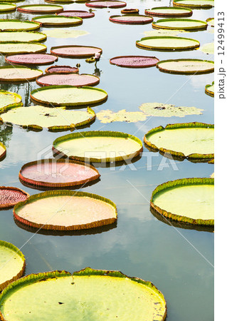 Royal Water Lily Royal Water Lily 12499413