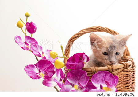 Little funny kitten 12499606