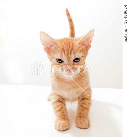 Little funny kitten 12499624