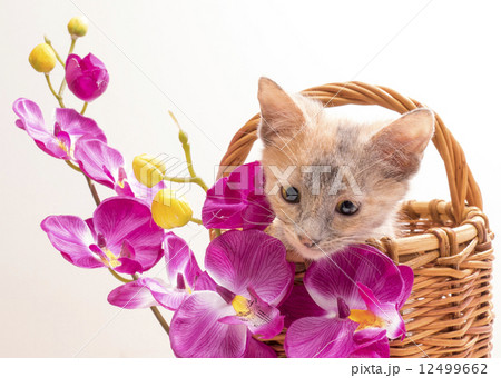 Little funny kitten Little funny kitten 12499662