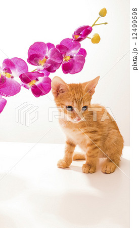 Little funny kitten 12499698