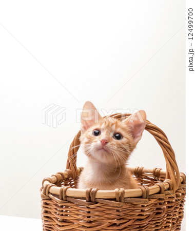 Little funny kitten 12499700