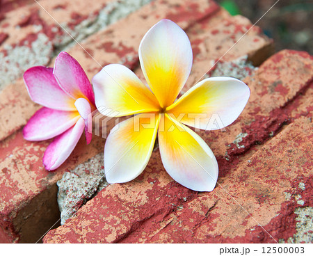 Frangipani tropical flowers. Frangipani tropical flowers. 12500003
