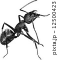 クロオオアリ　働きアリ 12500423