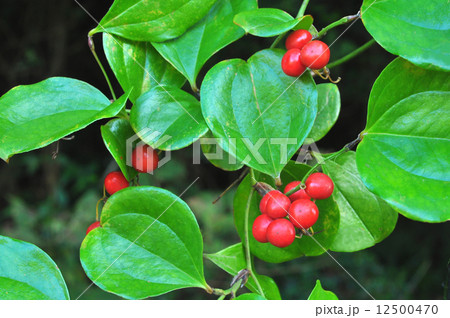 サルトリイバラ実 12500470