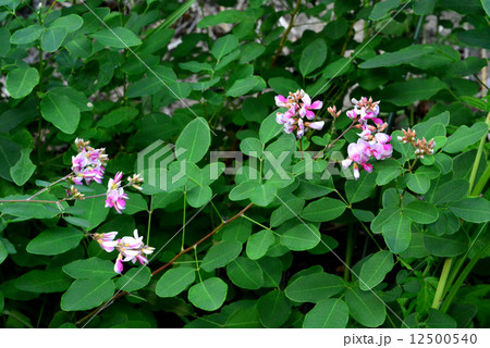 ヤマハギ ヤマハギ 12500540