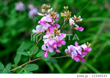 ヤマハギ ヤマハギ 12500545