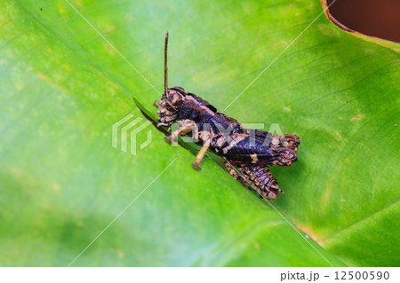 Grasshopper perching on a leaf 12500590
