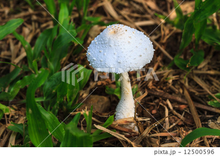 close up mushroom in deep forest close up mushroom in deep forest 12500596