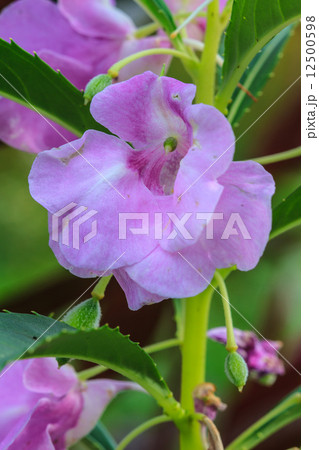 Impatiens glandulifera plant 12500598