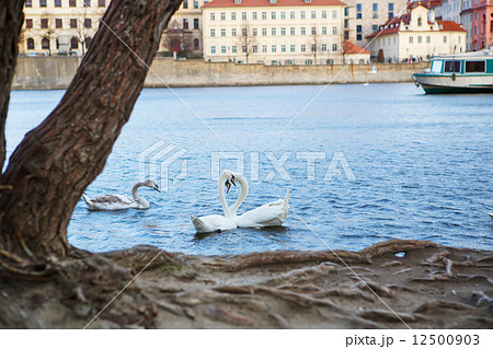 Panorama on Charles Bridge in Prague in the eveining with swans Panorama on Charles Bridge in Prague in the eveining with swans 12500903