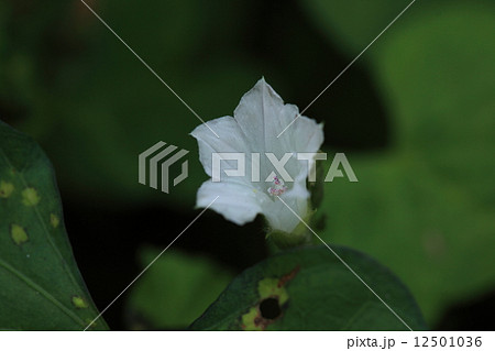 自然 植物 マメアサガオ、道ばたの草むらに白い小さな花が散りばめたように咲いています 自然 植物 マメアサガオ、道ばたの草むらに白い小さな花が散りばめたように咲いています 12501036