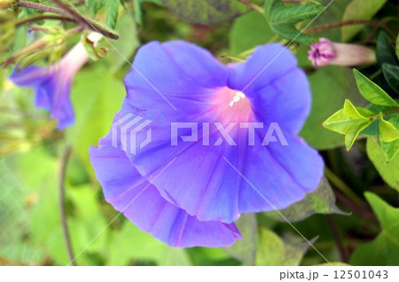 宿根アサガオ（オーシャンブルー） 12501043