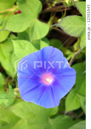 宿根アサガオ（オーシャンブルー） 12501045