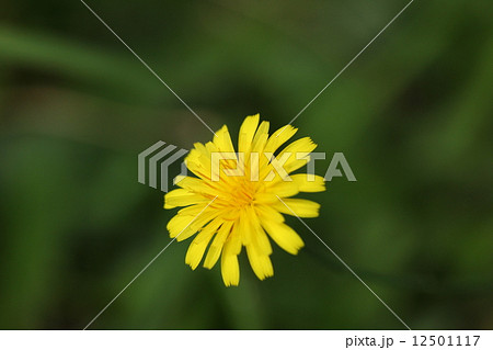 自然 植物 ブタナ 別名 タンポポモドキ 葉や花はタンポポに似ていますが茎がひょろひょろと50 の写真素材