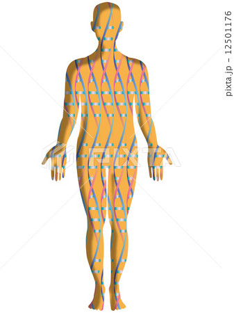 人体シルエットの中の二重螺旋構造パターン 人体シルエットの中の二重螺旋構造パターン 12501176
