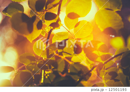 Yellow Leaves Among Green Foliage. Autumn, Fall Time Yellow Leaves Among Green Foliage. Autumn, Fall Time 12501193