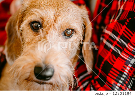 Wirehaired Dachshund Sits In Hands Of Mistress. Close Up Dog Por 12501194