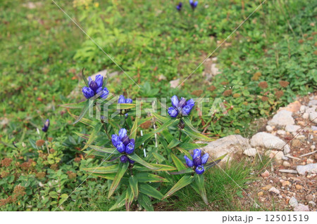 夏の北海道 12501519
