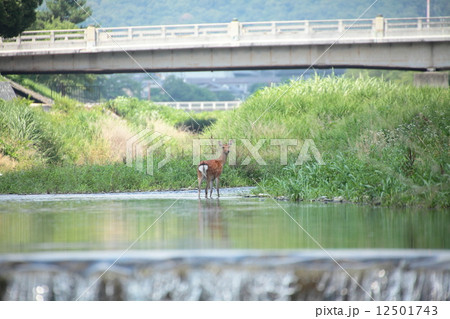 鴨川の鹿 12501743