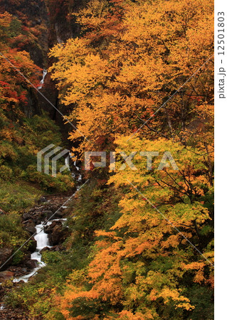 紅葉の大田切渓谷 紅葉の大田切渓谷 12501803