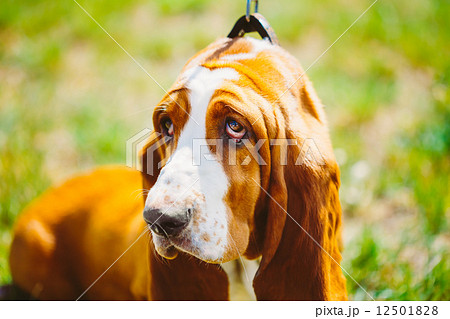 White And Brown Basset Hound Dog 12501828