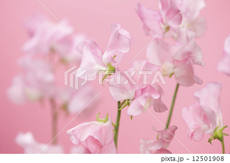 スイトピー 12501908