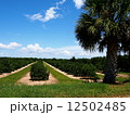 オレンジ畑 12502485
