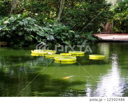 スイレンの葉 12502486