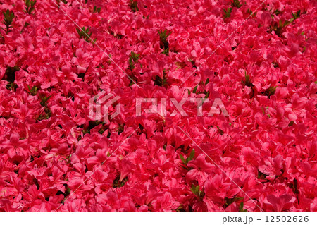 キリシマツツジ キリシマツツジ 12502626