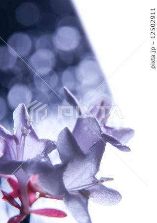 アベリア 12502911