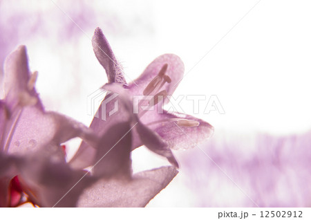 アベリア 12502912