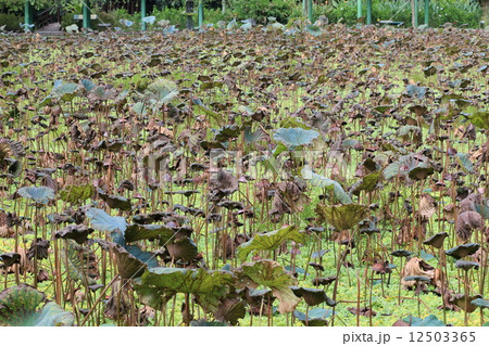 Lotus pond,Lotus leaves in the fall wilting  12503365