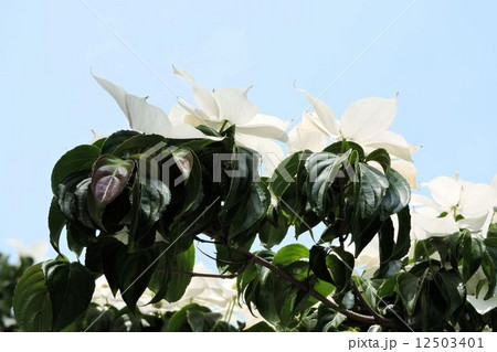 ヤマボウシ／八王子 12503401