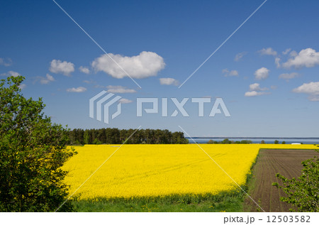 Rural landscape Rural landscape 12503582